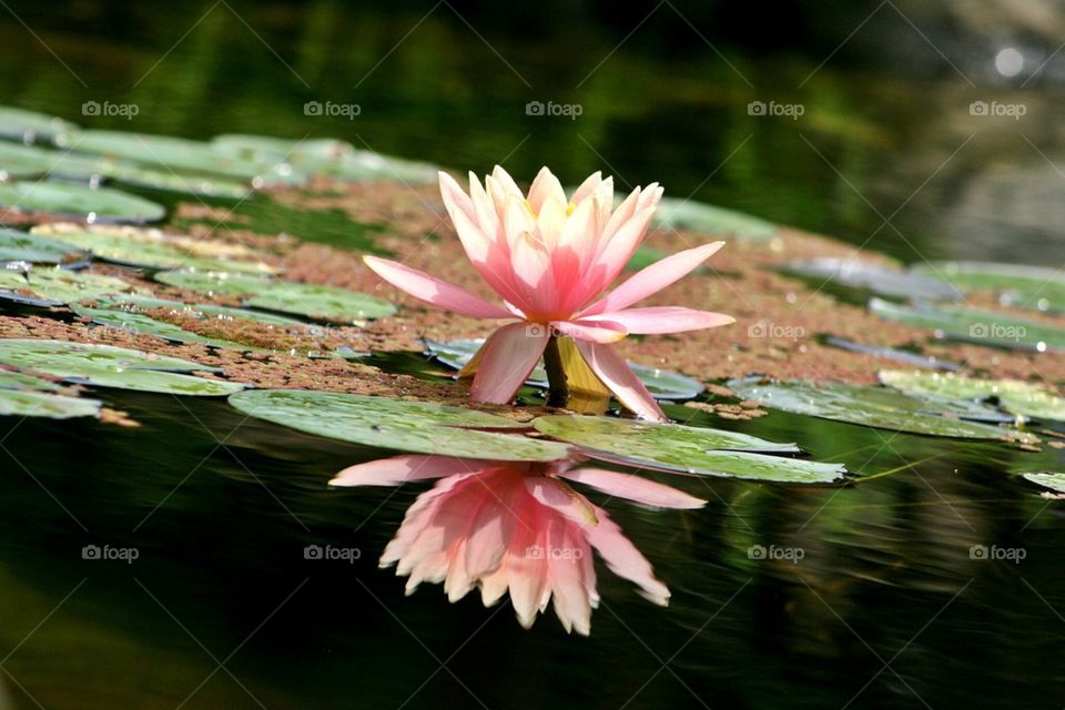 Reflections of a Lilly Pad 