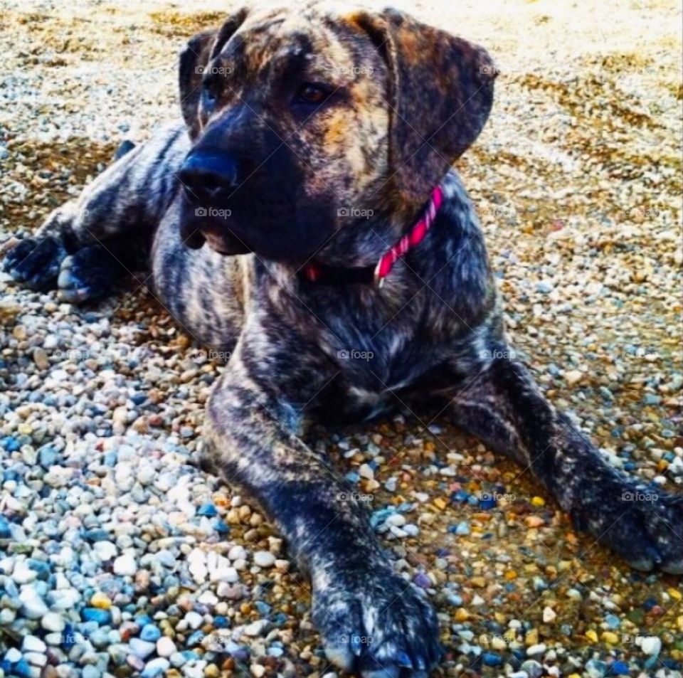Puma the Presa Canario! She is 1 of 4 of my dogs!