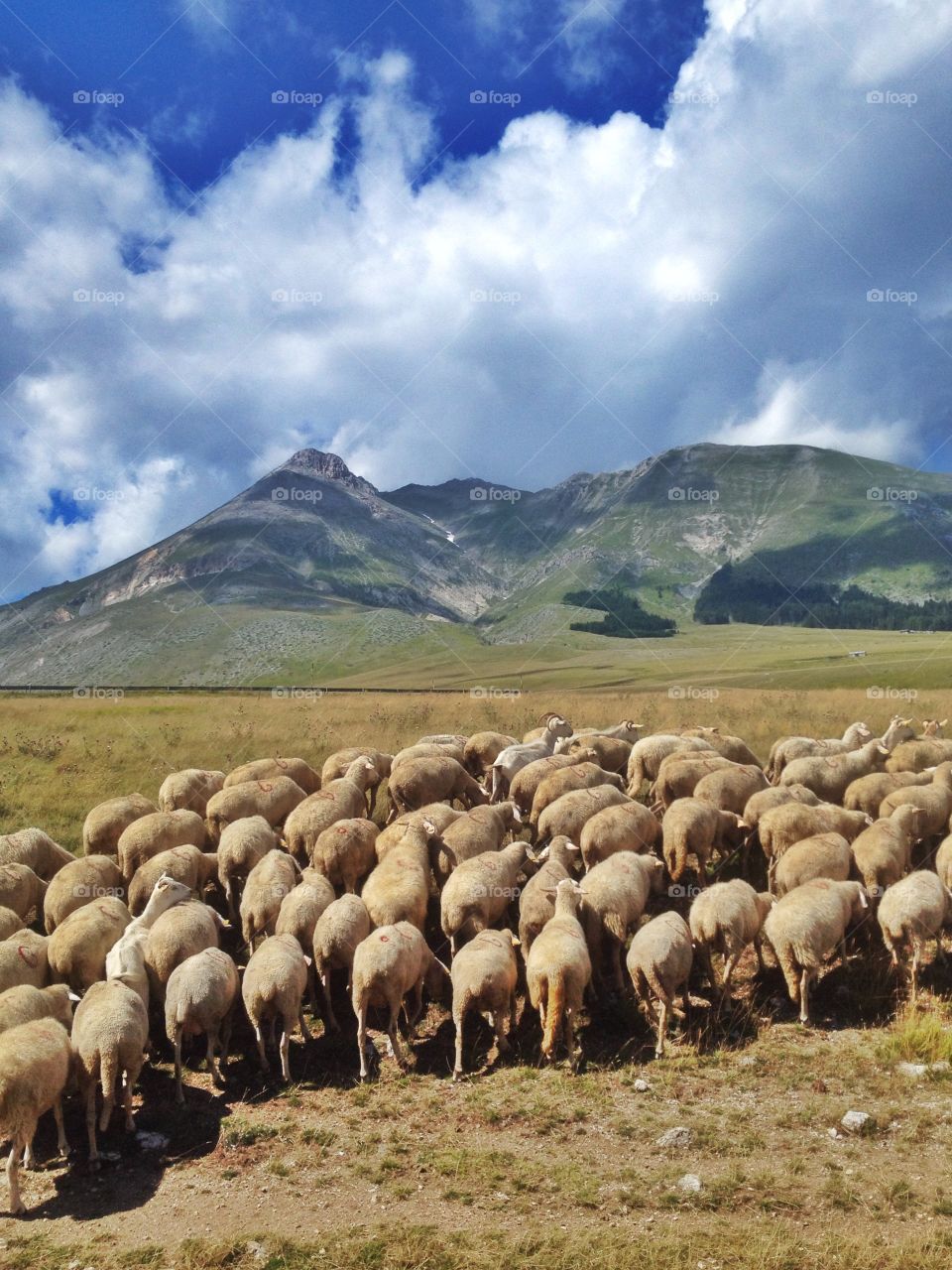 Sheep grazing grass on field