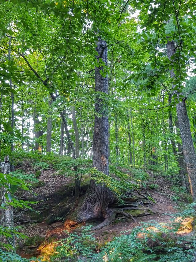 Hidden Forest