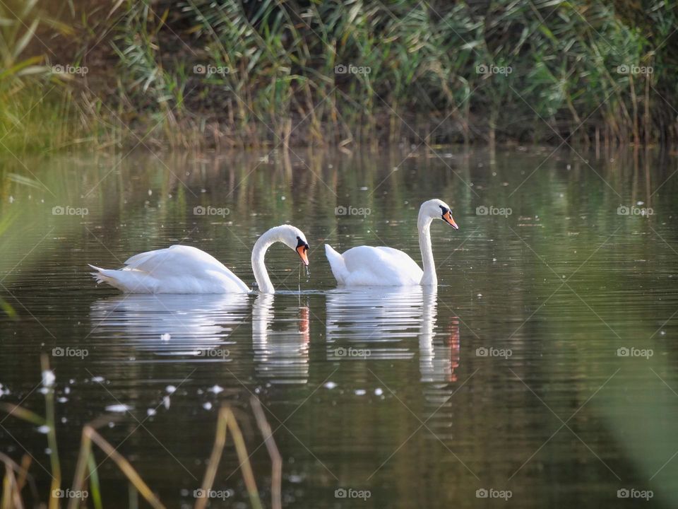 Two swans