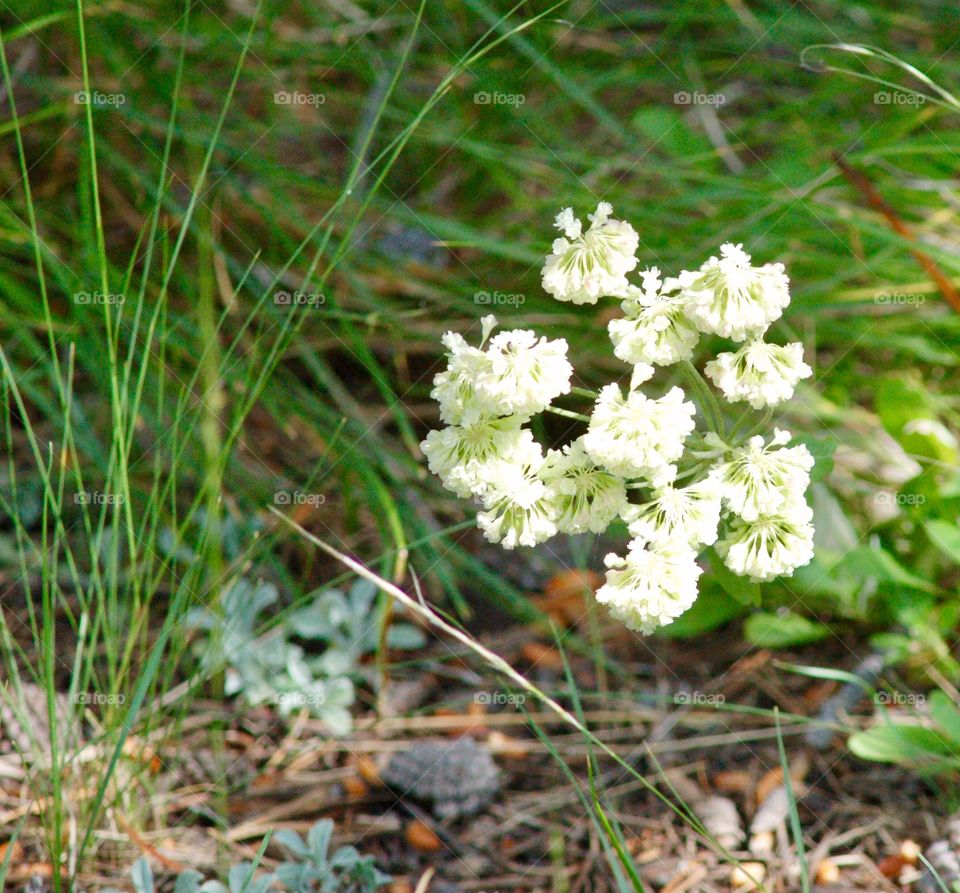 Tiny White Flowers