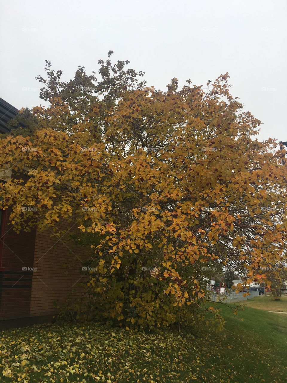 Tree in front of the school