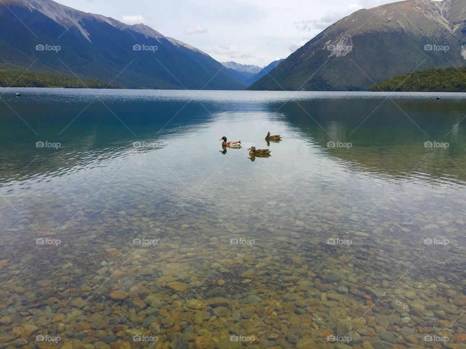 Ducks out for a swim