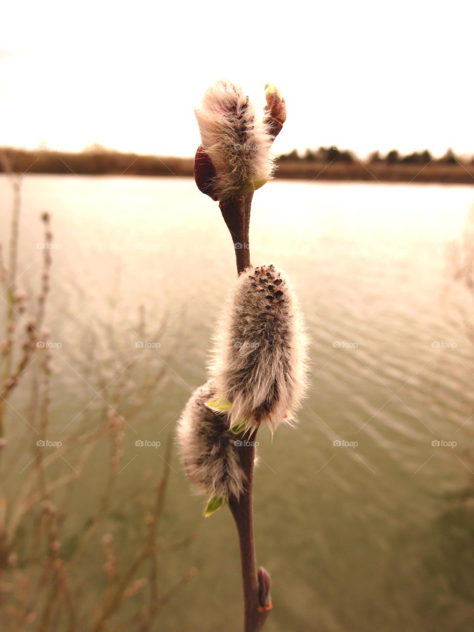 Spring bud