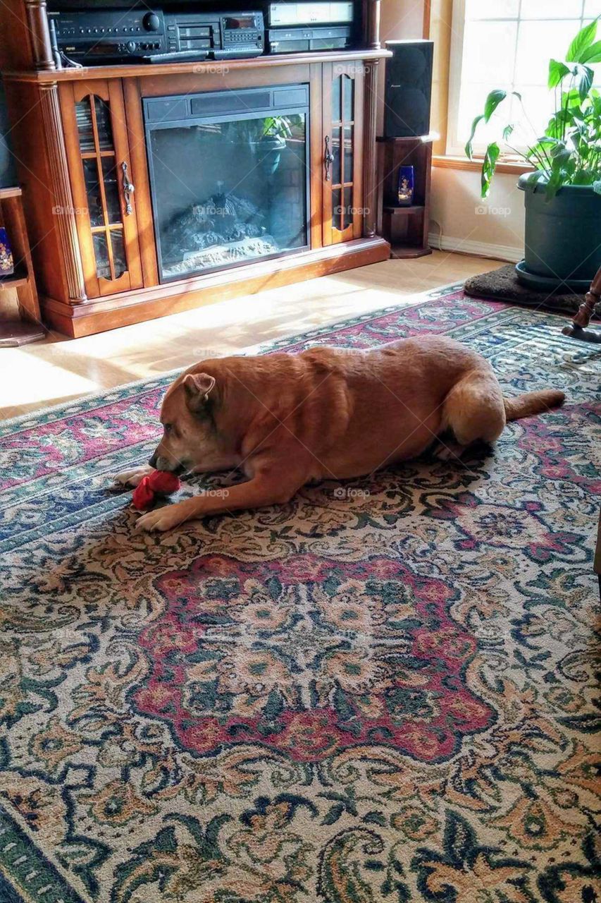 Happy Angel dog doing what she loves, chewing up a dog toy. Big dog. Ginger. Red. Carolina Dog. living room. Chew toy.