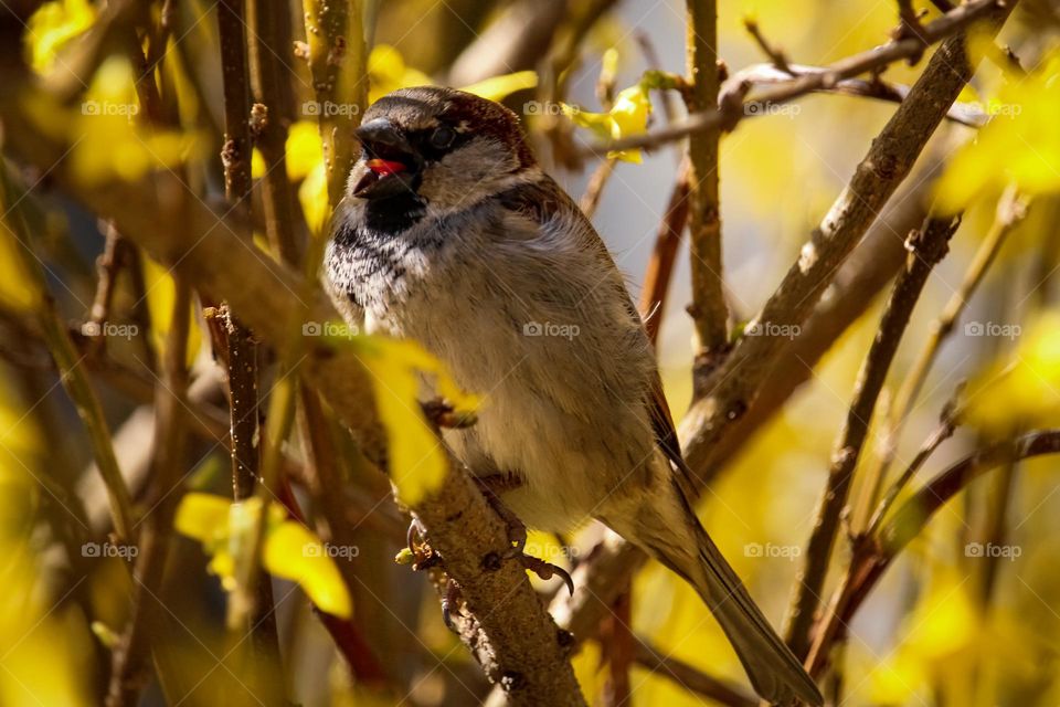 A sparrow