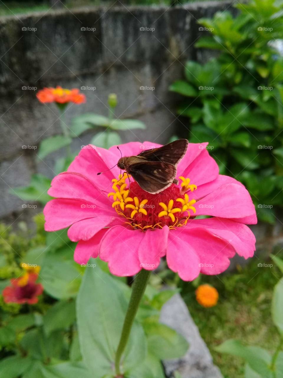 🌺Fim de #cooper. Suado, cansado e feliz, alongando e curtindo a beleza das #flores. E vejam: a #borboleta curtiu pousar nas pétalas e resolveu fazer uma pose!
🏁
#flor #flower #flowers  #pétala #jardim #jardinagem #garden #run #running #esporte #foto