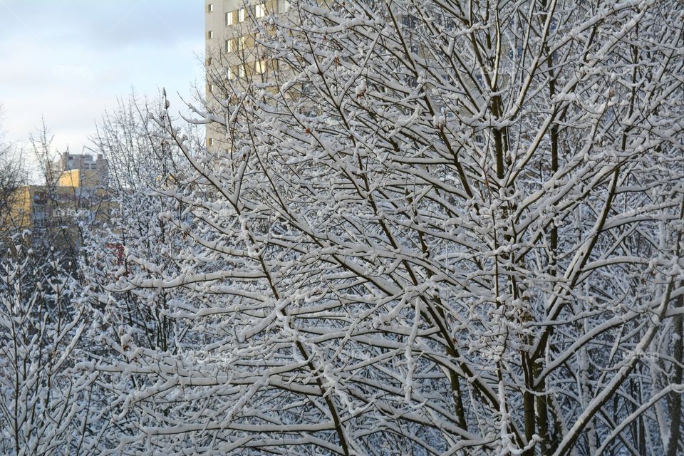 Winter, Frost, Snow, Cold, Tree