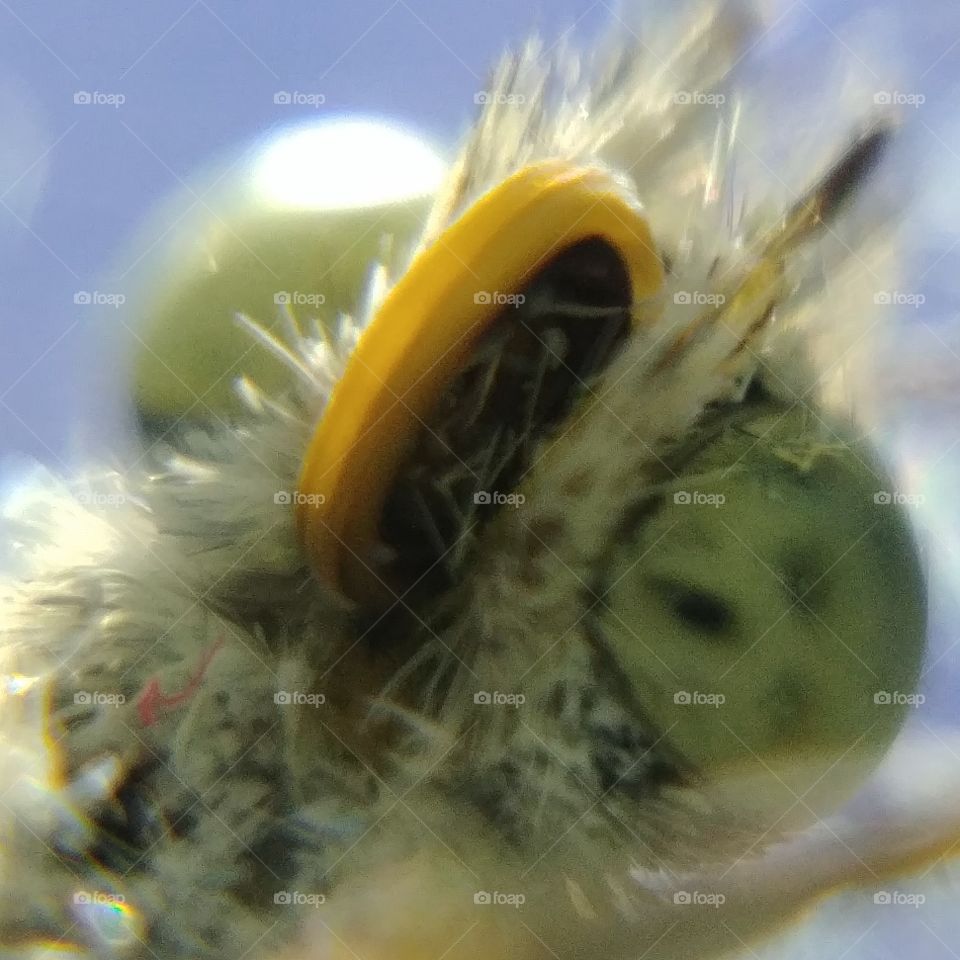 Schmetterling Lupe Insekt