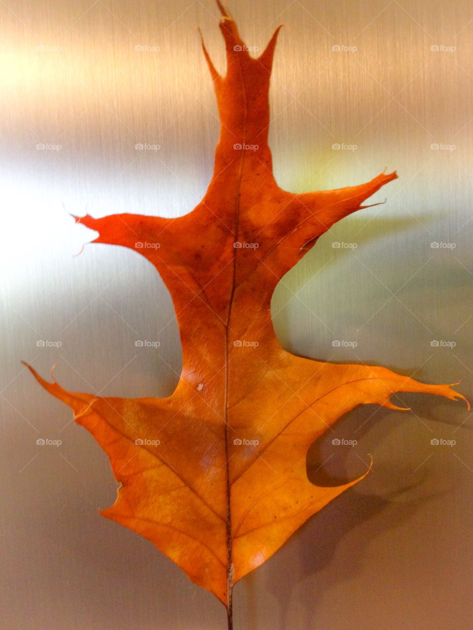 Oak leaf