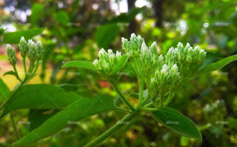 green flower in jungle