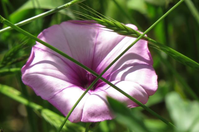 Macro
