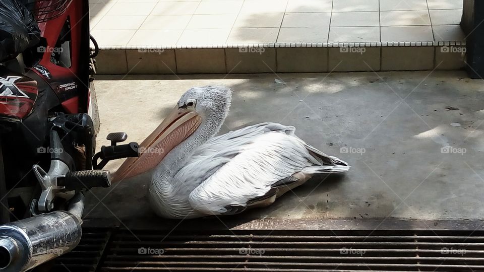 Pelican -
Why a pelican near a motorbike ?