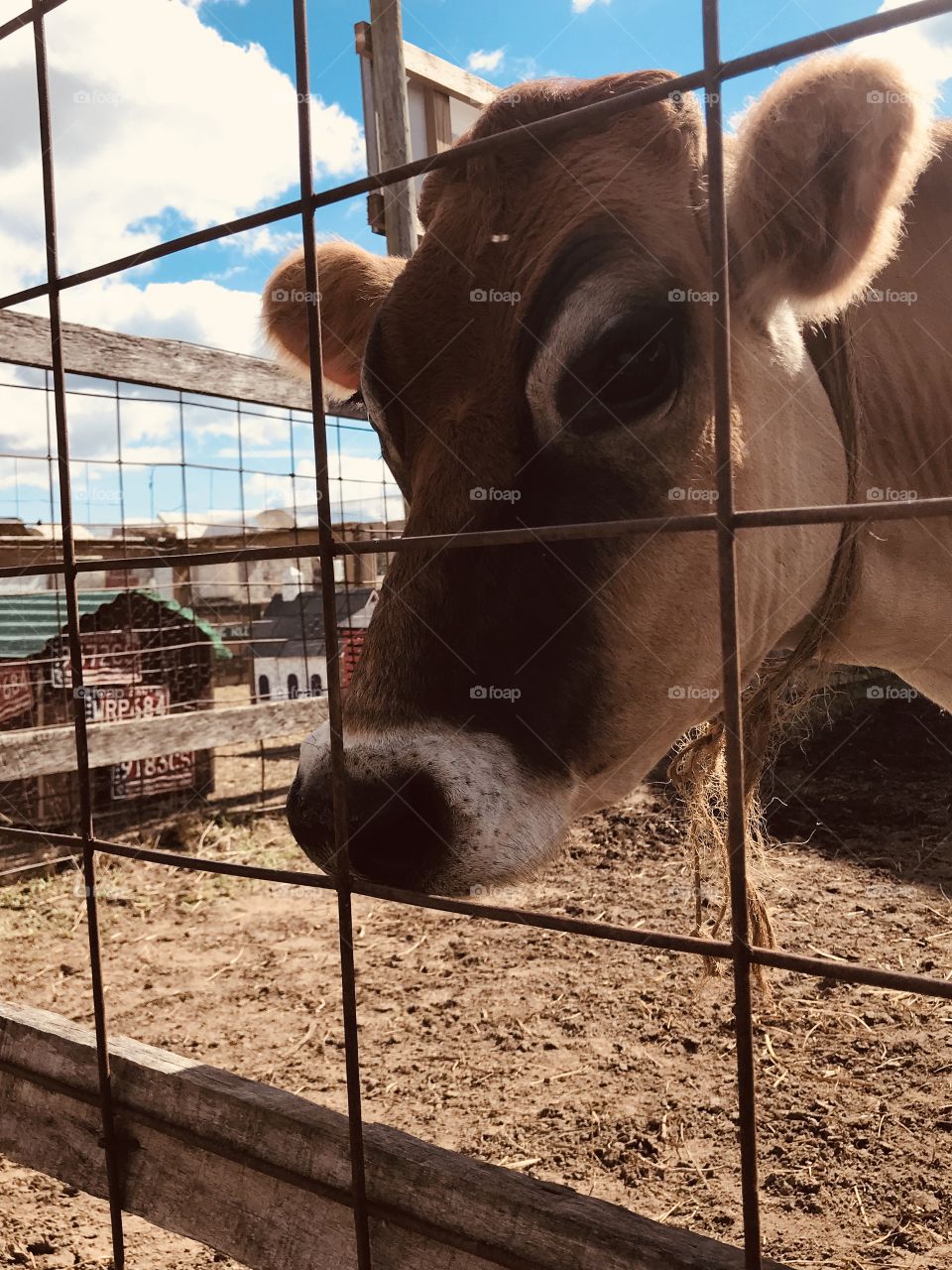 Closeup of a cow at a petting farm
