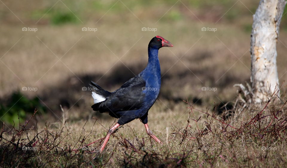 Australasian Swamphen 