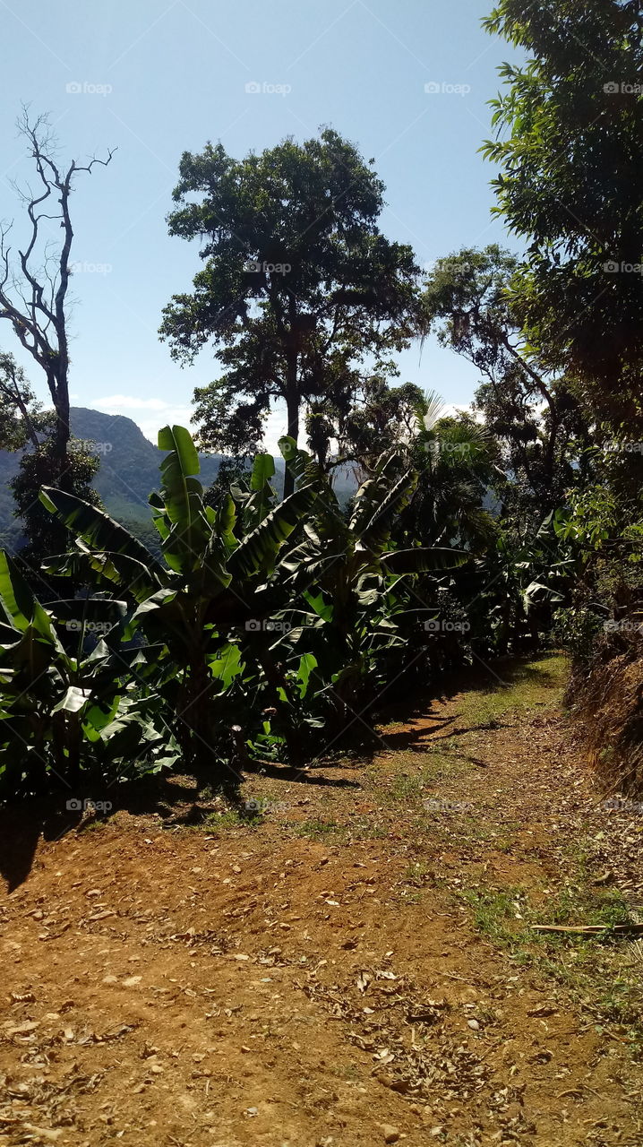 CAMINHANDO PELA BANANEIRA