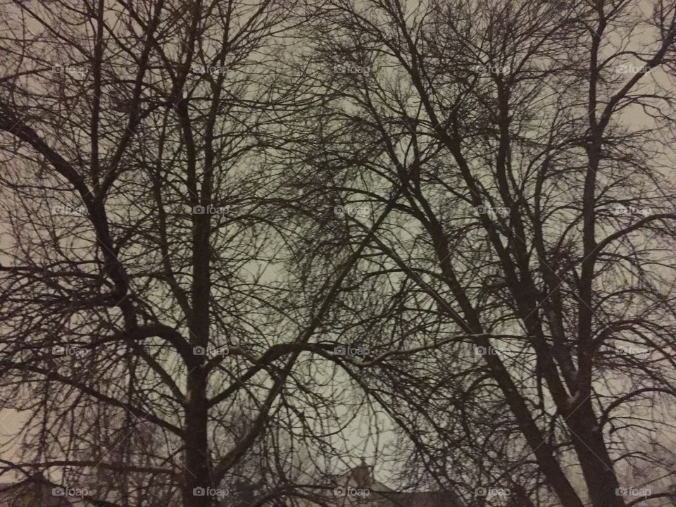 Snowfall Trees