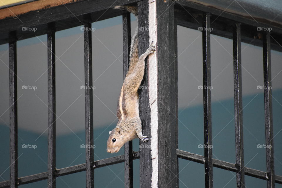 Squirrel was looking upside-down