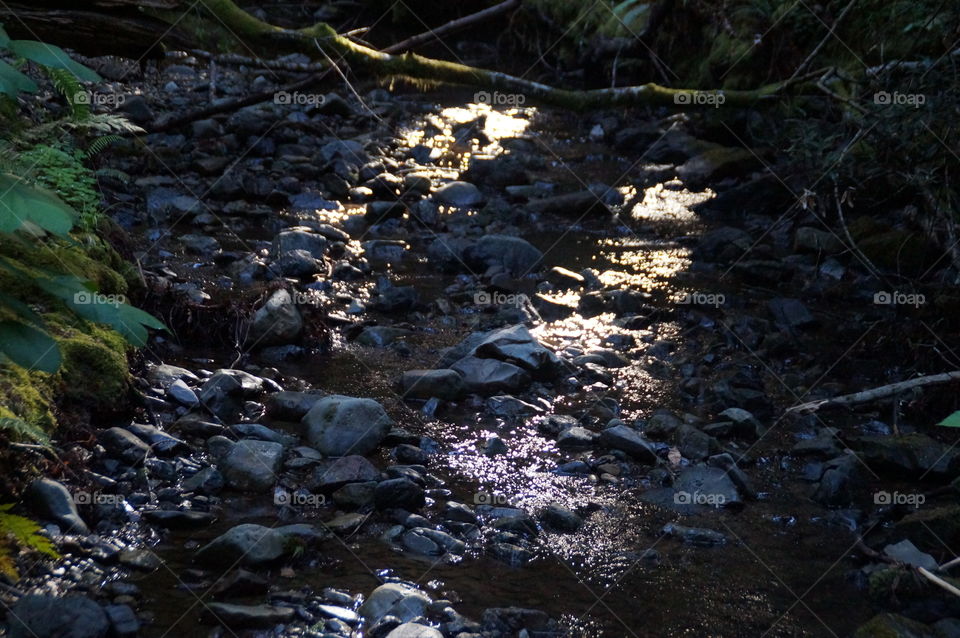 Sunbeams. The sunbeams on the pebbles in a creek in the Redwood Forest