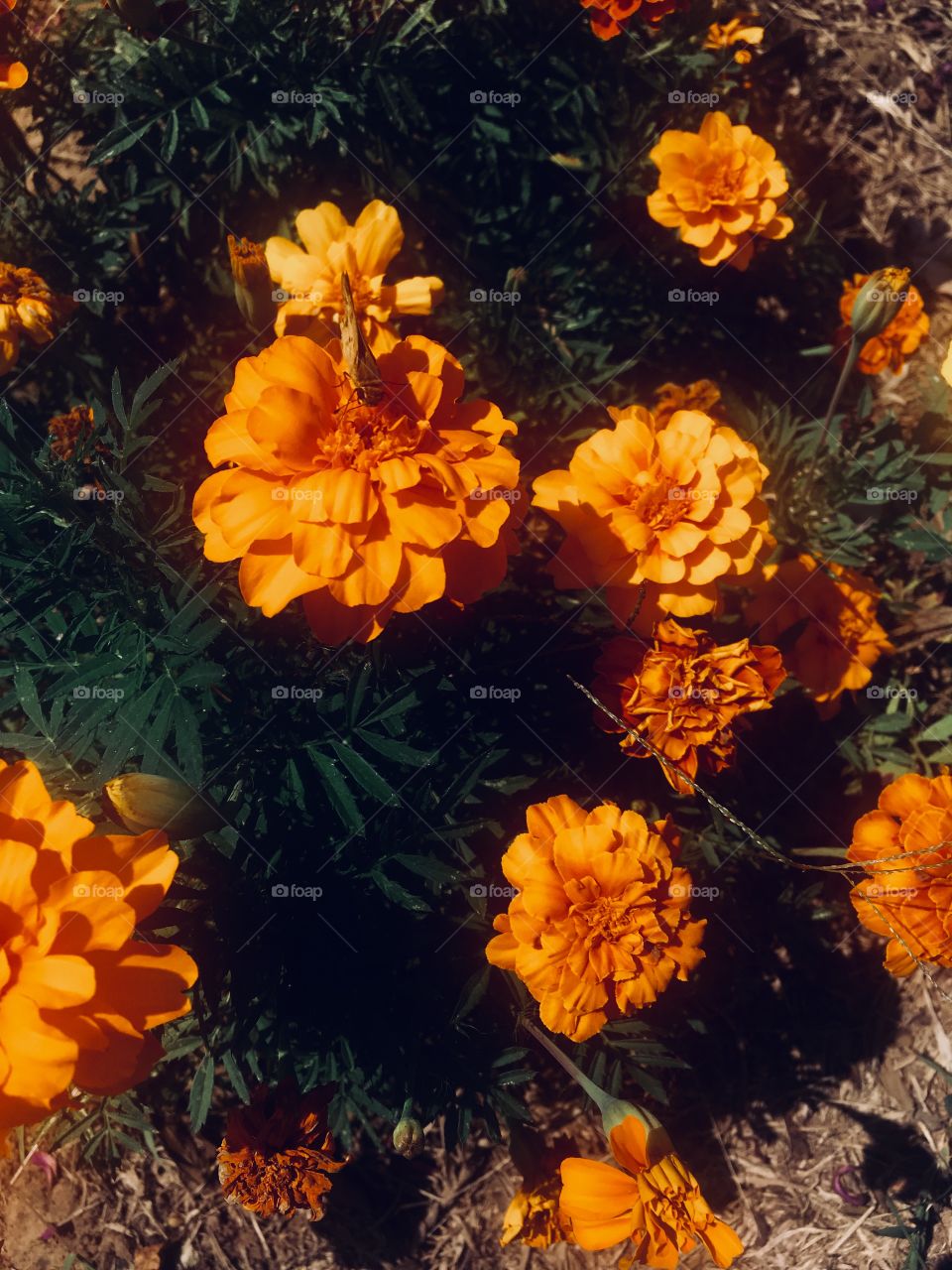 🌼#Flores do nosso #jardim, para alegrar e embelezar nosso dia!
#Jardinagem é nosso #hobby.
🌹
#flor #flowers #flower #pétalas #garden #natureza #nature #flora 