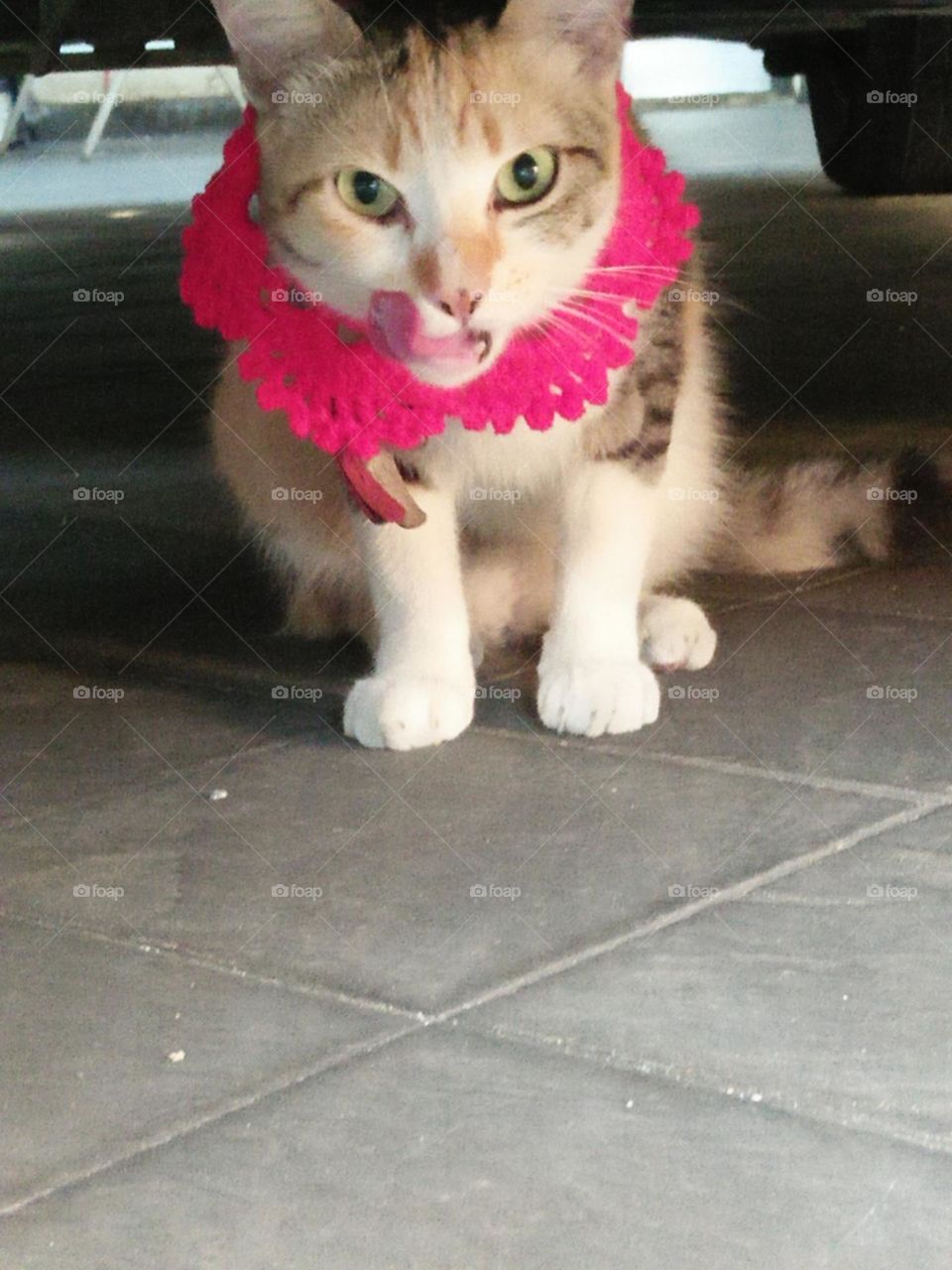 hiding under the car