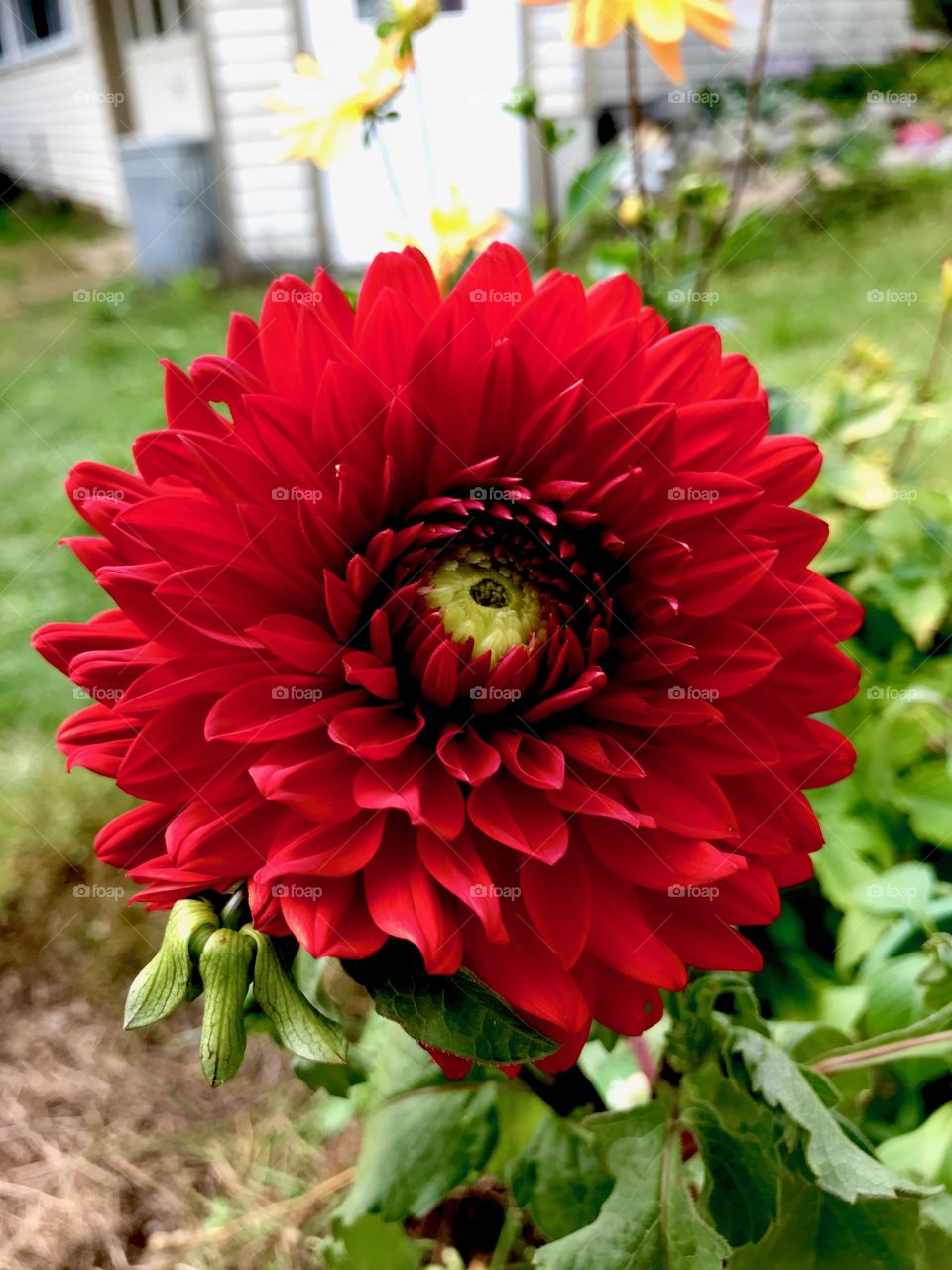 Red dahlia 