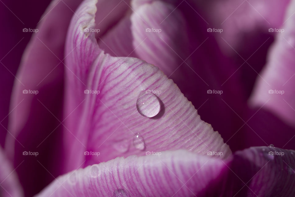 purple petal with rain or dew  drop