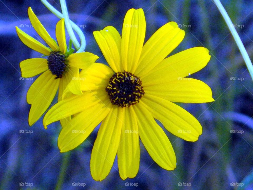 Wild Mount Lemon Marigold