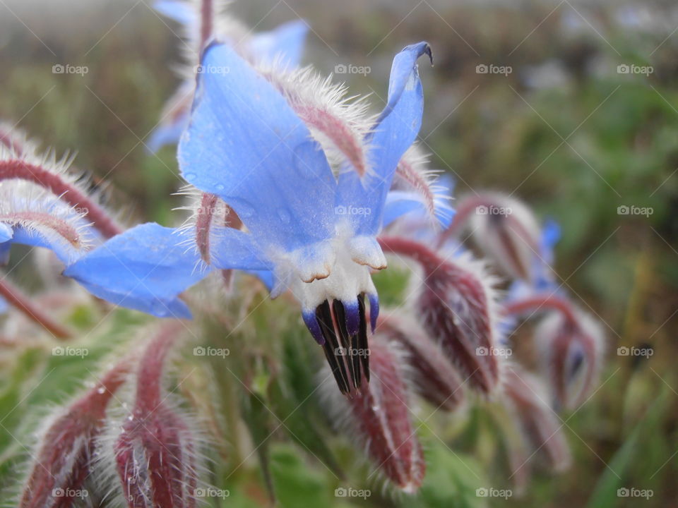 Borrage And Raindrops