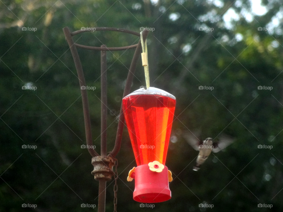 Hummingbird  in air