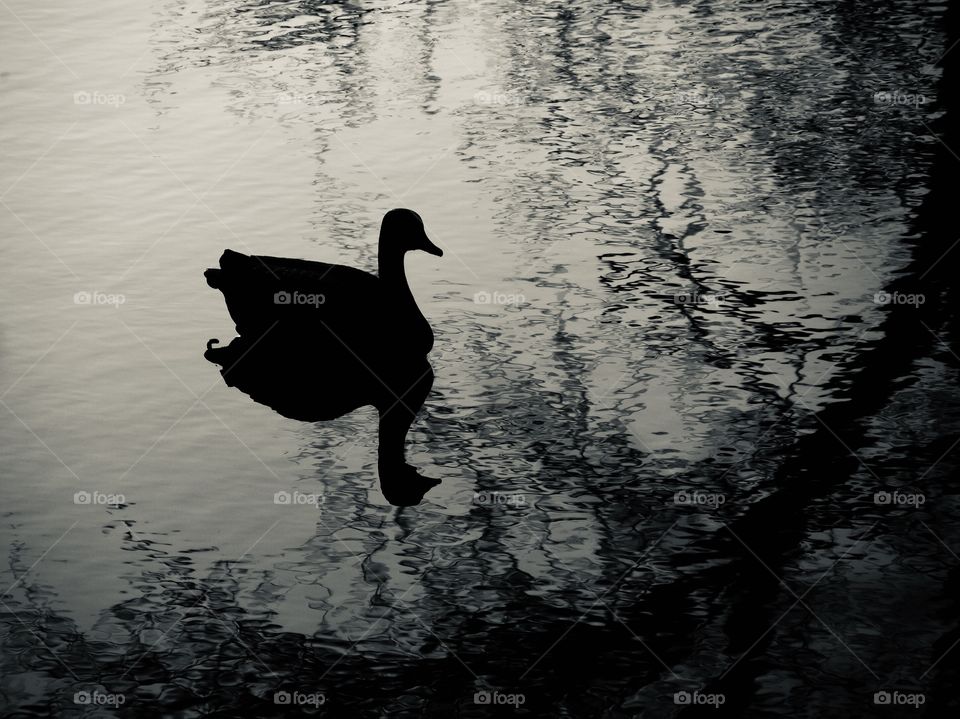 Goose on a lake monochrome 