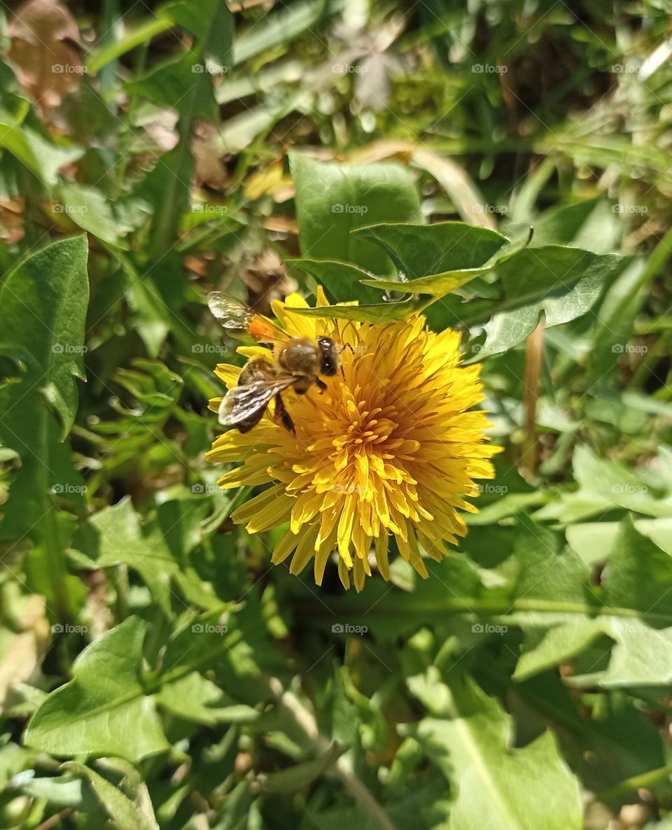 Bee on dandelion