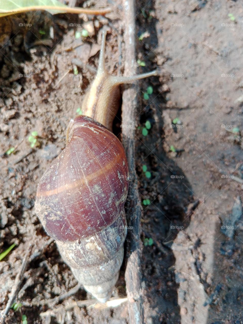 snail