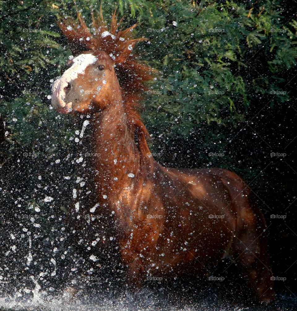 Wild Stallion Splashing into River
