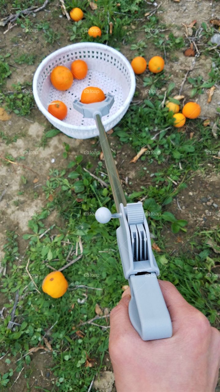 Picking oranges off the ground