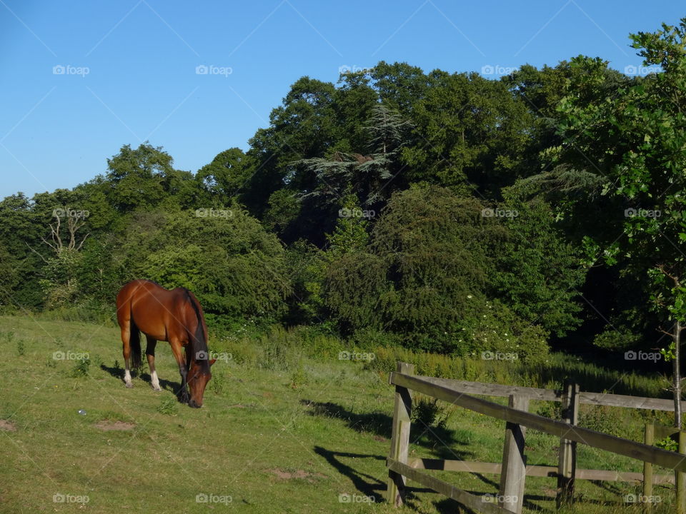 Majestic horses