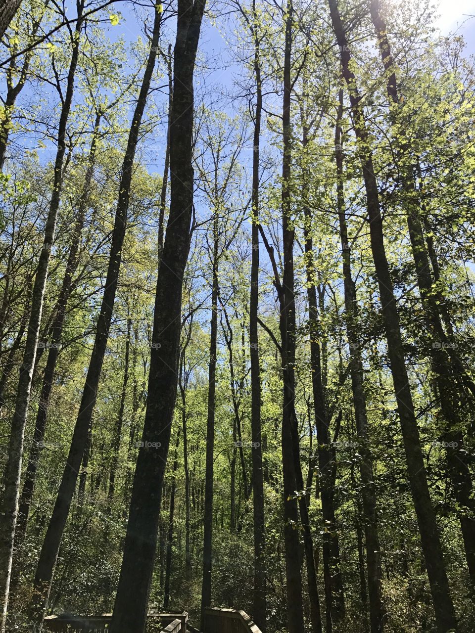 Spring in the Great Dismal Swamp 