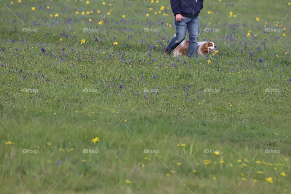 in the meadow 