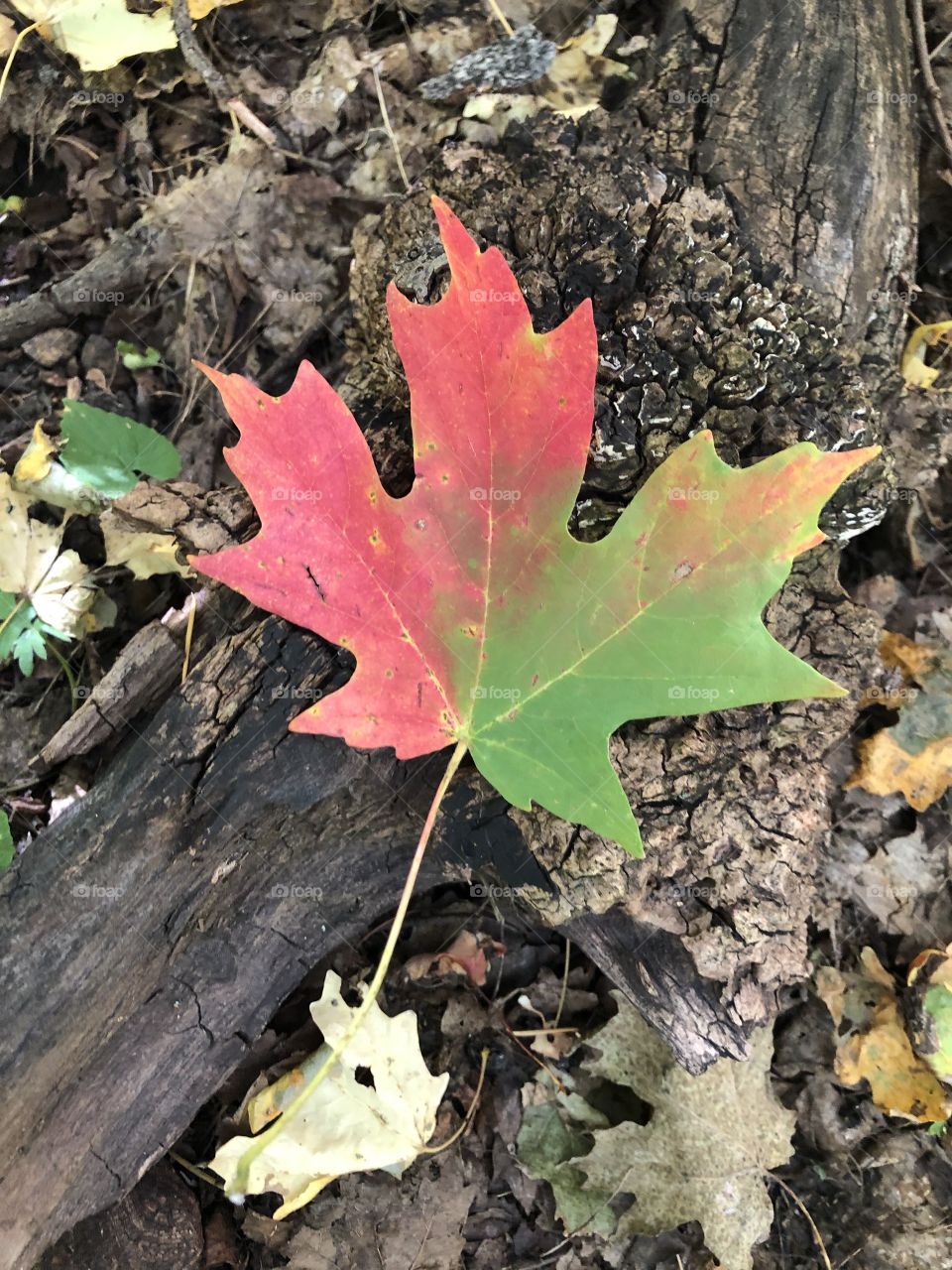 Autumn leaves 