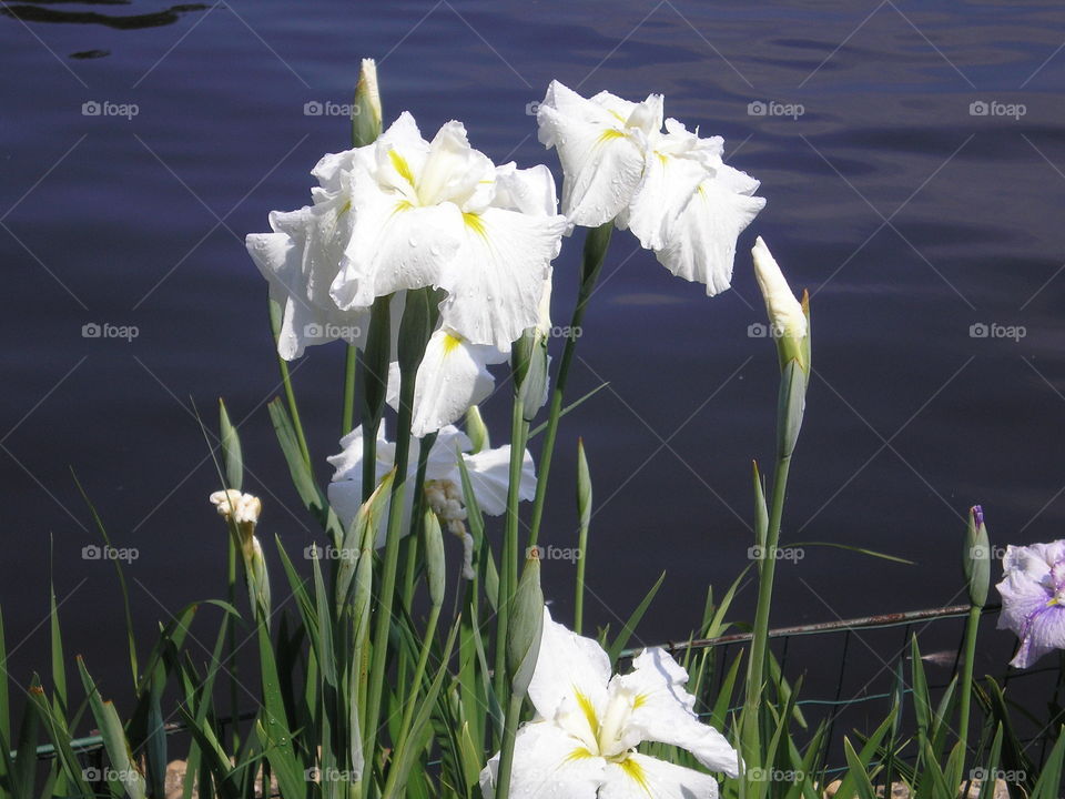 white iris. Iris Festival 