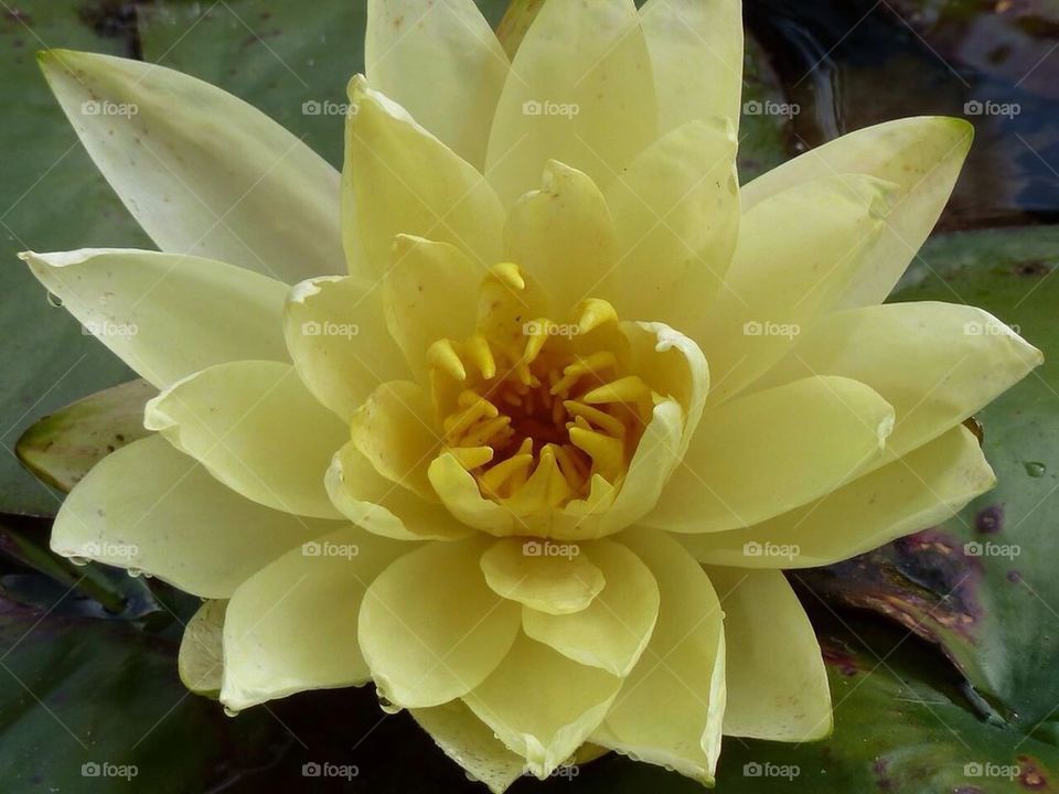 Yellow water lily 