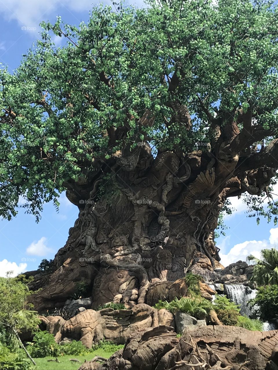 The tree of life 