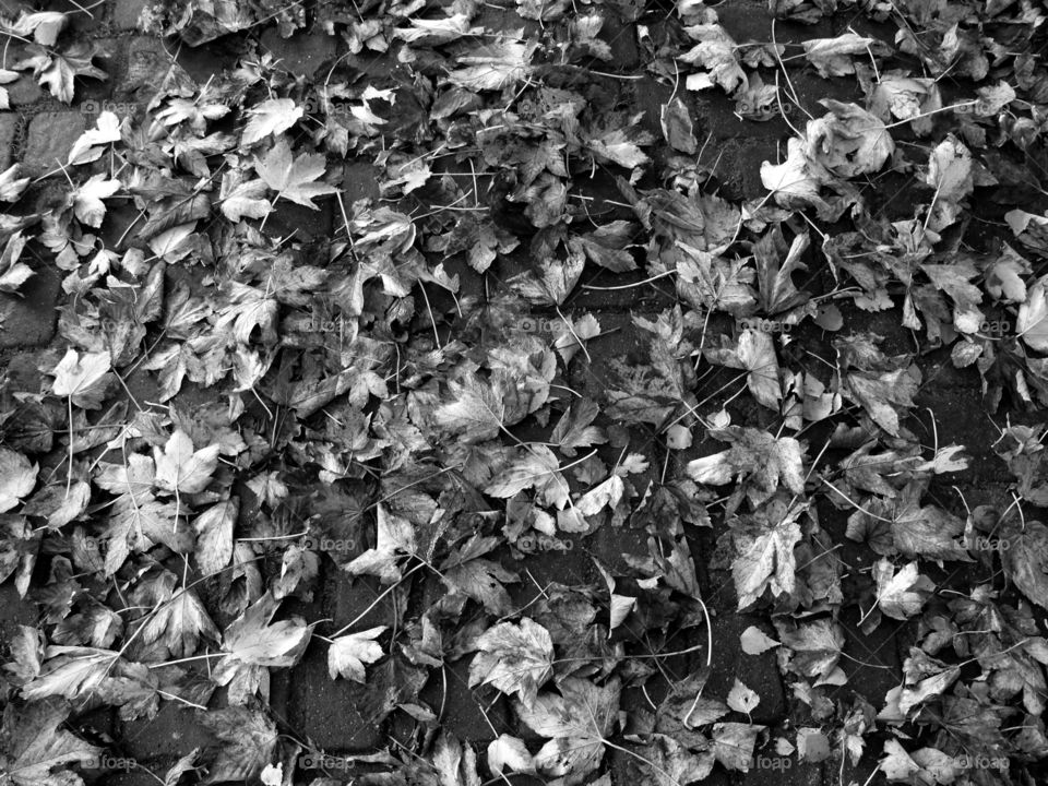 Full frame shot of leaves on footpath during autumn.