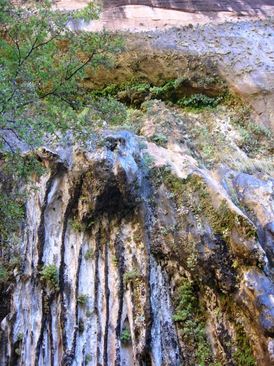 plants nature rock utah by micheled312