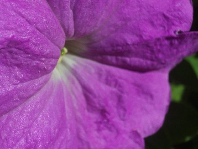 Purple flower