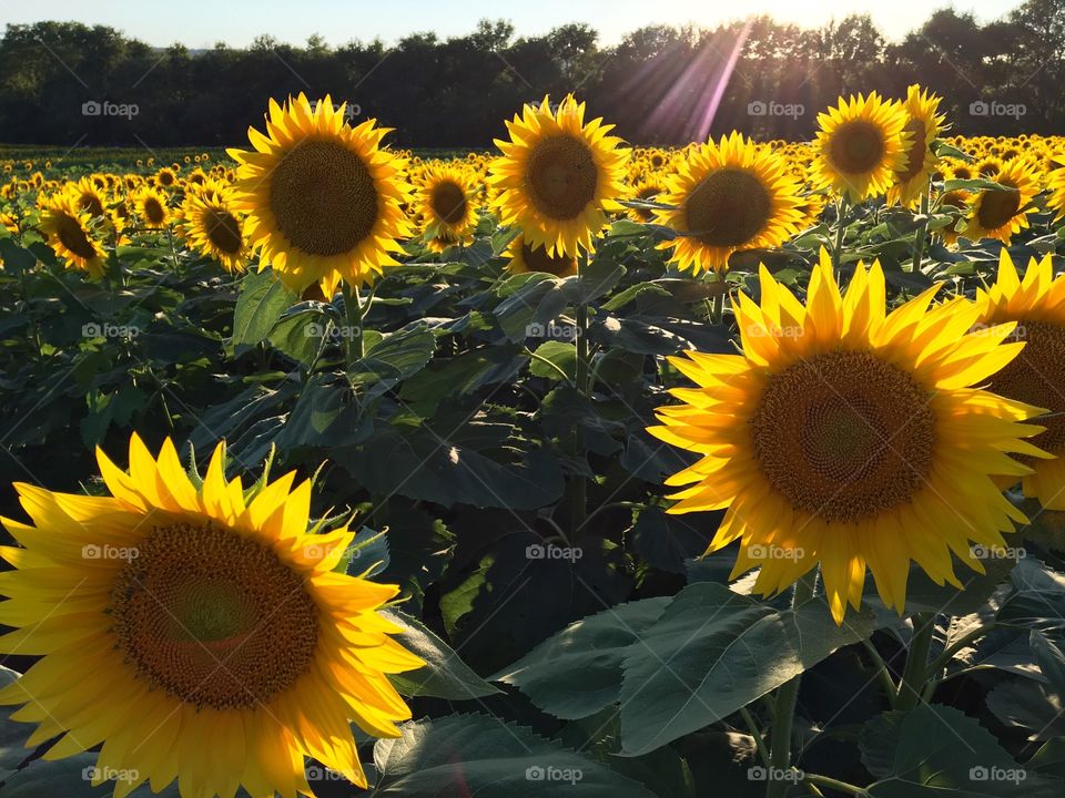 Sun rays on the Sunflowers 