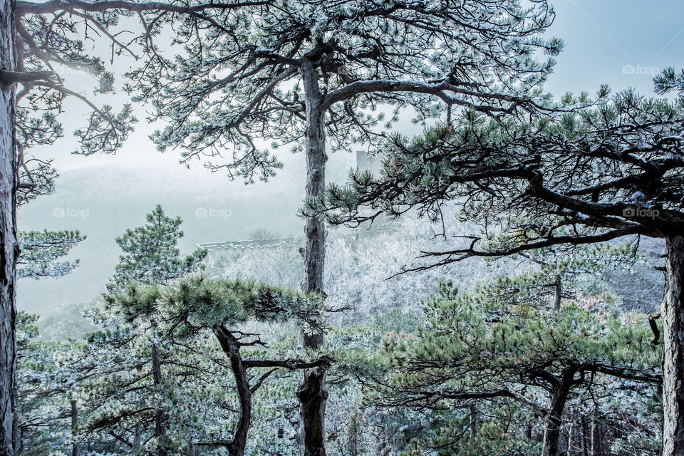 Winter forest in Austria 