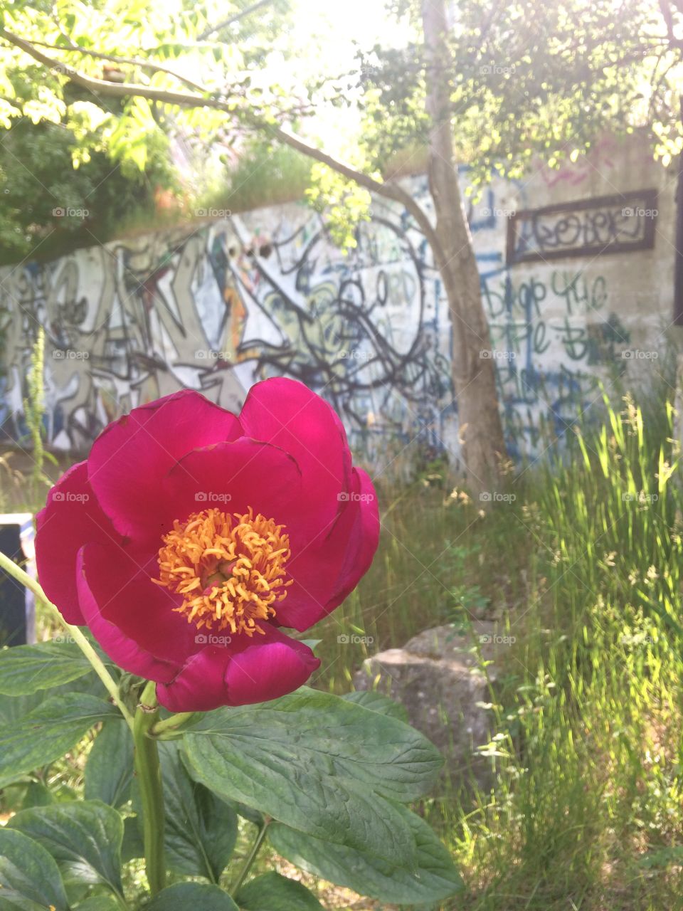 Graffiti Flower