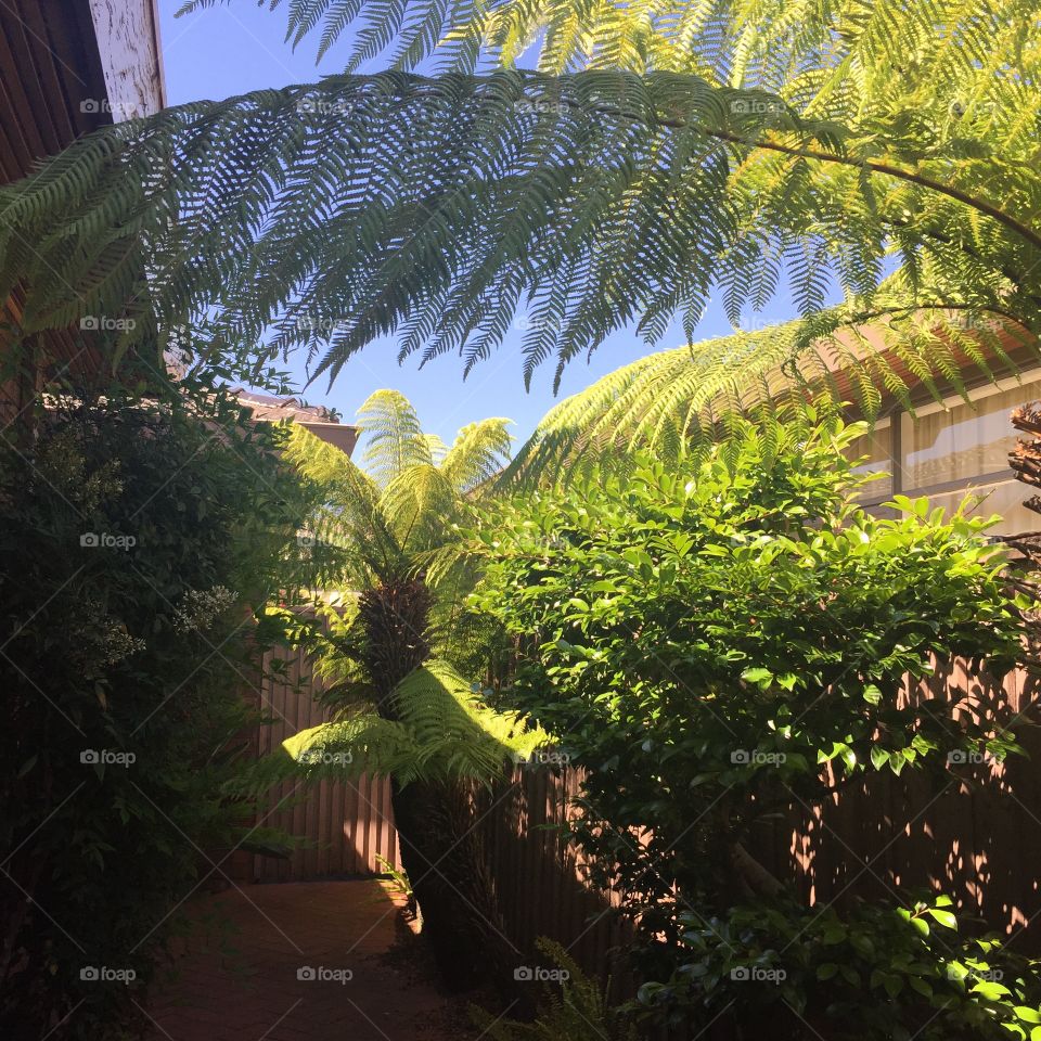 Tree ferns outsider 